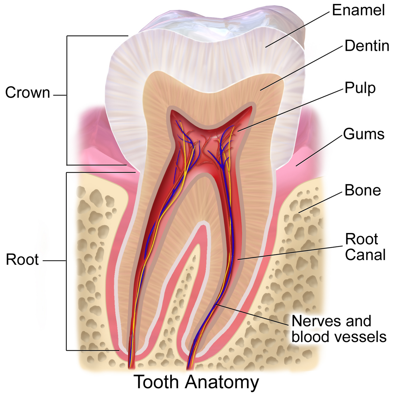 Anatomical diagram of a human tooth showing enamel, dentin, pulp, gum and root